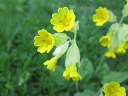 Primula Veris Roses Are Viveväxter