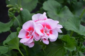 Flower Primrose Nature