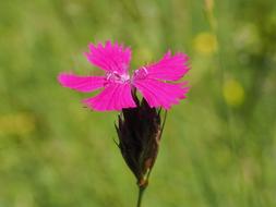 Dianthus Flower Plant