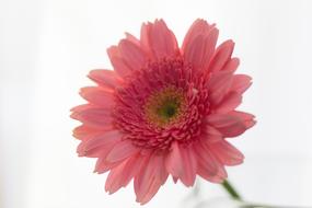 pink Flower Gerbera Rosa