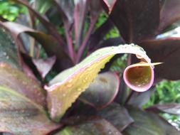 Flowers Purple Garden
