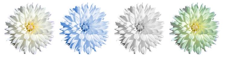 Dahlia Blossom Bloom