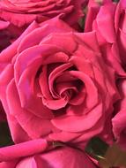 bright pink Rose Petal Blooming