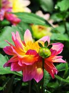 colorful bright dahlia