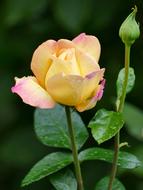 Flower Rose Yellow