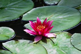 Flower Water Lily Plant