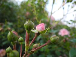 rose blossom in the garden