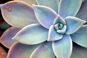 Succulent Plant Star