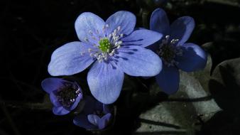 blue flower in the sunlight