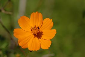 Yellow Flower Small Flora