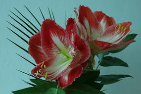 Knights Star Amaryllis Flower