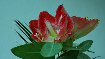 Knights Star Amaryllis Red Blossom