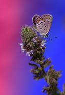 Butterfly Wings Insecta