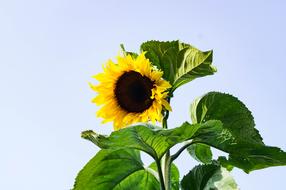 Yellow Sunflower in Summer Nature