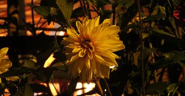 Nature Flower Garden