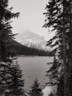 Tree Landscape Conifer