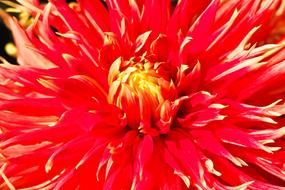 closeup photo of red Dahlia Flower in the Garden
