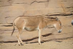a donkey walking in a dry field