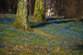 Bluebell Flowers Blue Butterfly