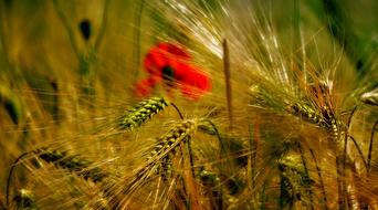 Wheat Poppy Fields
