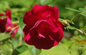 Red Rose Flower