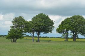 Trees Clouds England