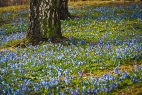 Bluebell Flowers Blue Butterfly