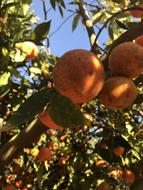 fruit ripe tree