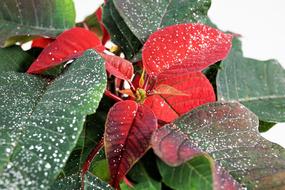 Poinsettia Glitter Adventsstern