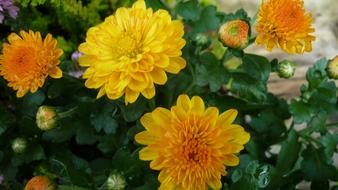 Herbstastern Flower Flowers