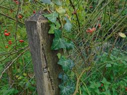 Fence Wood Wooden Wire