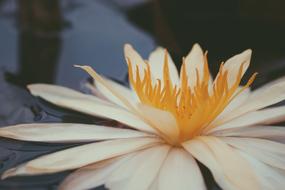 Flowers Yellow Plant