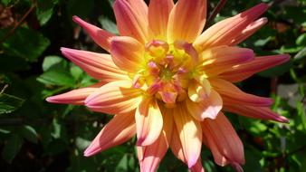 Dahlia Flower Apricot