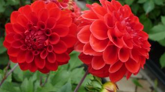 Dahlia Flower Red