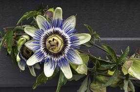 Passion Flower Blossom Bloom