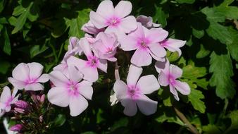 Phlox Flower Garden Bright
