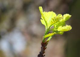 Nature Leaf Flora