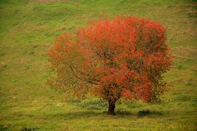 Autumn Tree Leaves on hill