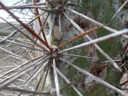 Cactus Backcountry Northeast