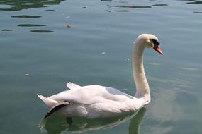Bird Water Swan