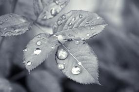 Leaf Droplet Water