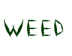 plant thailand nature green