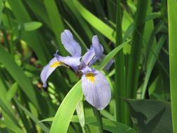 Flowers Wildflowers in Spring