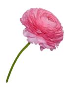 Buttercup Rosa Flower