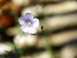 lonely little flower