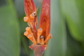 Flower Nature Orange