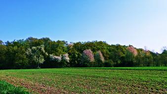 Spring Field Meadow