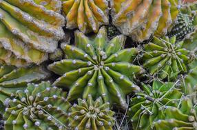 Cactus Desert Plant Thorns