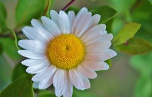 white daisy with foliage