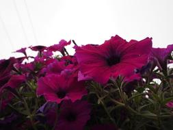 Purple Flowers Floral